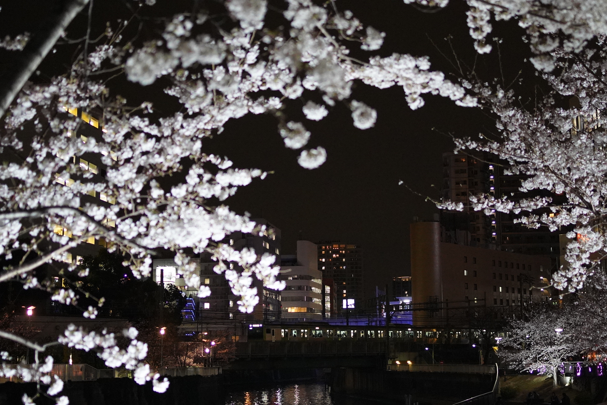 19 4 1 鉄道レポート 山手線 五反田の目黒川の夜桜 ミラーレス高感度特性を最大限に生かした撮影